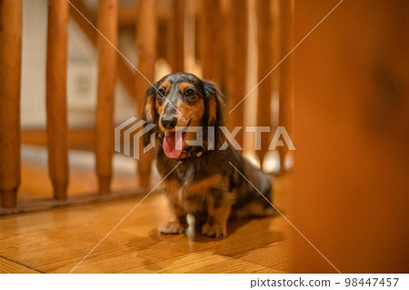 A silver dapple dachshund relaxes in a log cabin lodge A silver dapple dachshund relaxes in a log cabin lodge 98447457