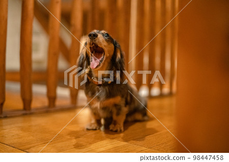 A silver dapple dachshund relaxes in a log cabin lodge A silver dapple dachshund relaxes in a log cabin lodge 98447458