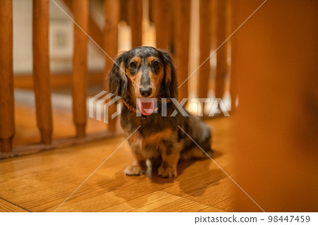 A silver dapple dachshund relaxes in a log cabin lodge A silver dapple dachshund relaxes in a log cabin lodge 98447459