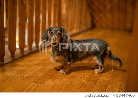 一隻銀色斑紋臘腸犬在小木屋小屋裡放鬆 98447460