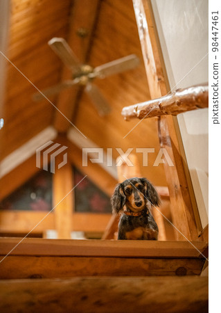 A silver dapple dachshund relaxes in a log cabin lodge 98447461