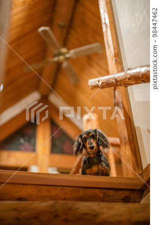 一隻銀色斑紋臘腸犬在小木屋小屋裡放鬆 98447462