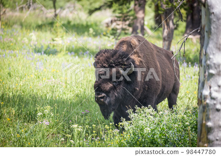 Wild Bison Roaming the Plains and Trees. Wild Bison Roaming the Plains and Trees. 98447780