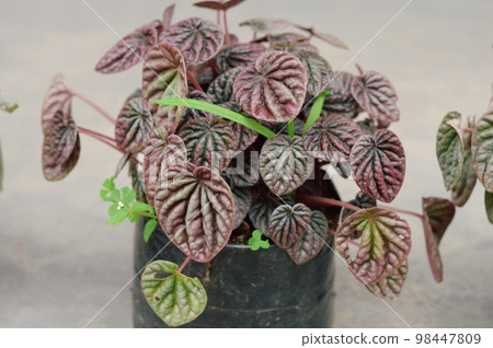 Decorative House Plant on a flower tub isolated. Decorative House Plant on a flower tub isolated. 98447809