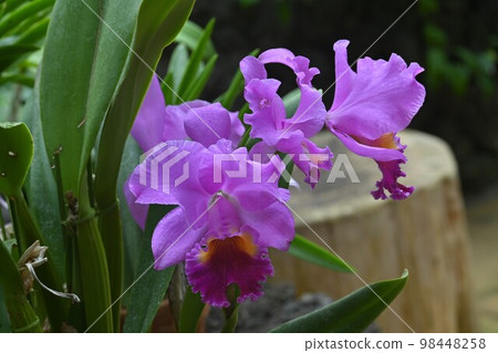 蘭花皇后“卡特蘭” 98448258