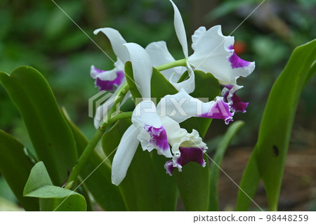 Queen of orchids "Cattleya" 98448259