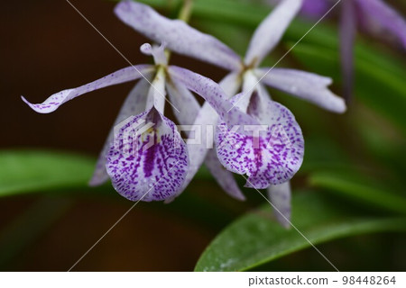 蘭花皇后“卡特蘭” 98448264