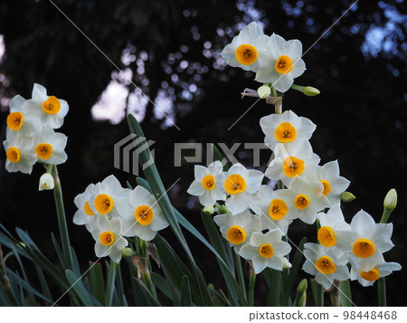 Narcissus Narcissus 98448468