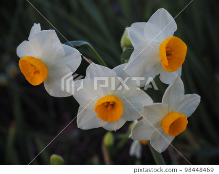 Narcissus Narcissus 98448469