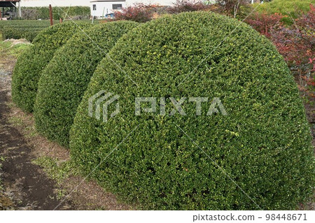 豆黃楊木 98448671