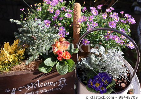 Winter garden Flower planting 98448709