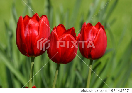 Red tulips in spring Red tulips in spring 98448737