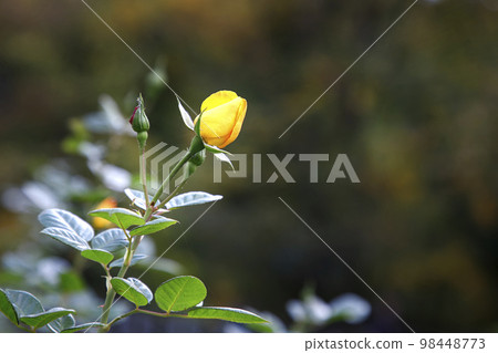 Bud of yellow rose Bud of yellow rose 98448773