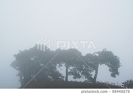 cypress in the mist cypress in the mist 98448878