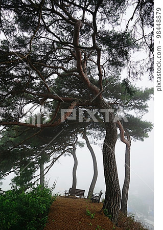 cypress in the mist cypress in the mist 98448879