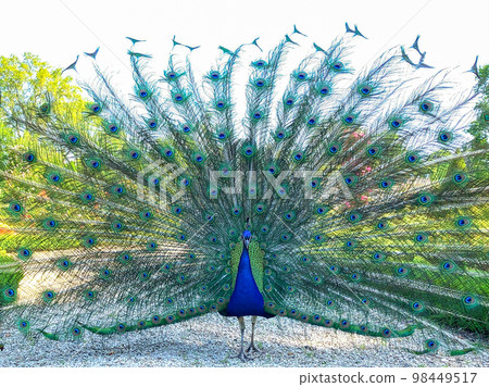 Peacocks strolling in Bagatelle Park (Paris, France) 98449517