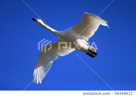 A swan flying in the blue sky A swan flying in the blue sky 98449617