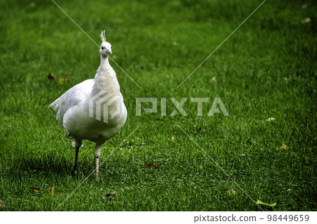 Leucistic Indian peacock in Polish park Leucistic Indian peacock in Polish park 98449659
