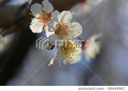 Plum blossom  98449961