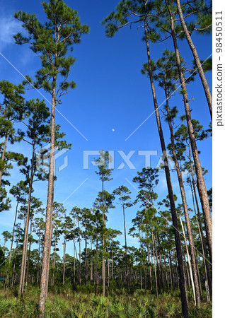 Moon between pine trees of Long Pine Key in Everglades National Park. 98450511