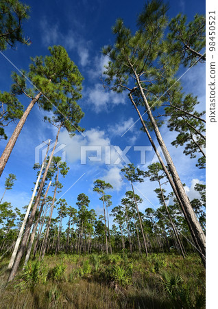 Moon between pine trees of Long Pine Key in Everglades National Park. 98450521