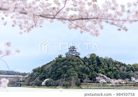 Inuyama City National Treasure Inuyama Castle and cherry blossoms in full bloom 98450758