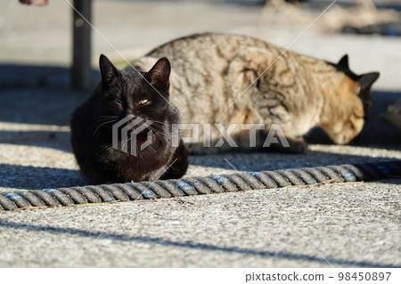 Cute stray cats living in a small fishing port Cute stray cats living in a small fishing port 98450897
