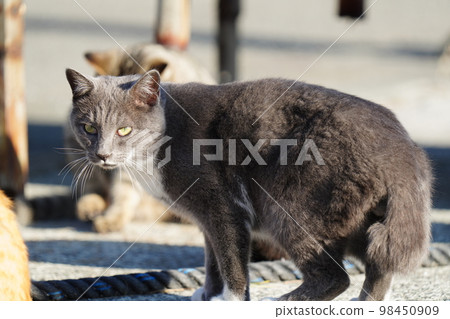 住在小漁港的可愛流浪貓 98450909