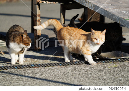 Cute stray cats living in a small fishing port Cute stray cats living in a small fishing port 98450954