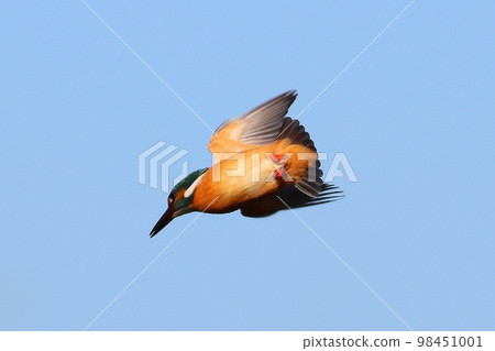 翠鳥像戰鬥機一樣盤旋跳入河中 98451001