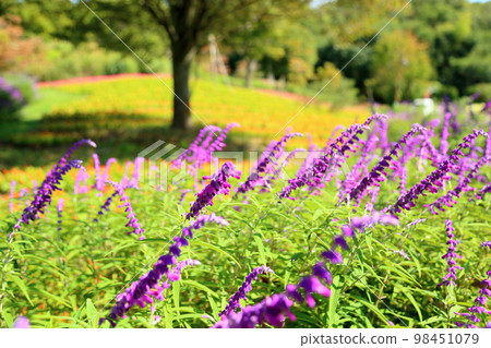 Salvia leucans-花 98451079