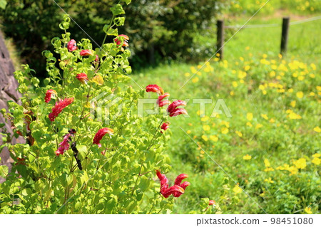 Coevisco的花朵 98451080