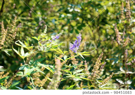 胡蘿蔔胡蘿蔔花 胡蘿蔔胡蘿蔔花 98451083