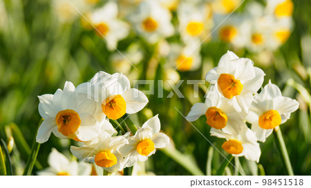Sea of early spring 98451518