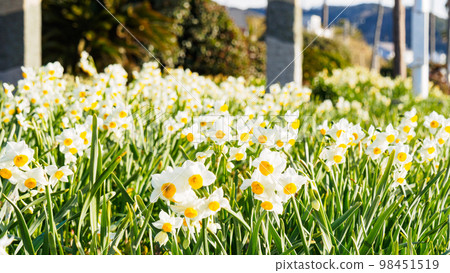 Sea of early spring 98451519