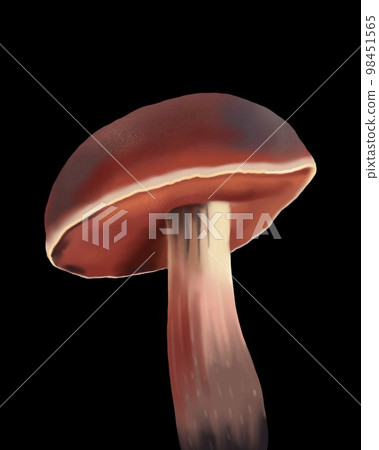 Watercolor realistic white mushroom. Boletus edulis. cep, penny bun, porcino or porcini, 98451565