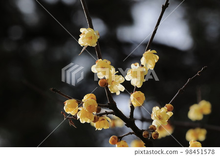 Wax plum 98451578