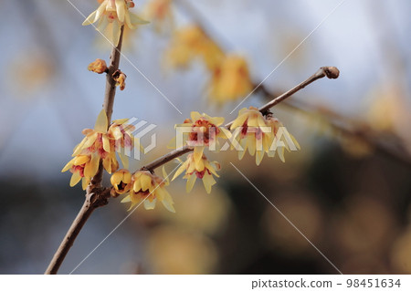 Wax plum Wax plum 98451634