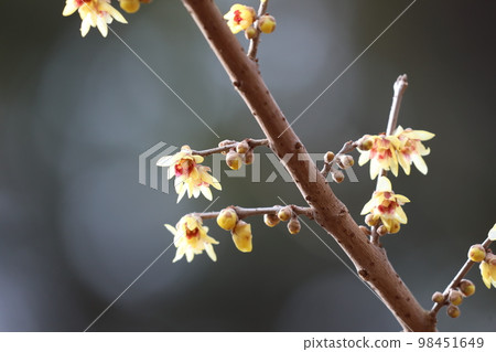 Wax plum 98451649