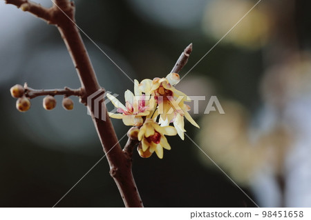 Wax plum 98451658
