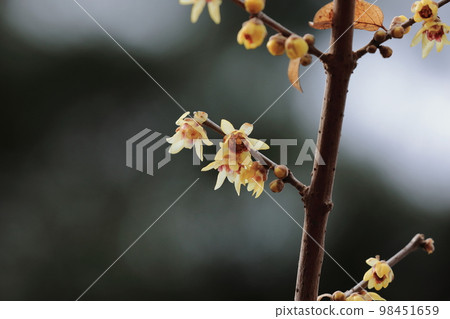 Wax plum 98451659