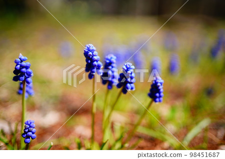 Harunohara Muscari Harunohara Muscari 98451687