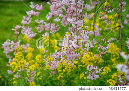 Cherry blossoms in full bloom Ageo Maruyama Park Spring scenery 98451777