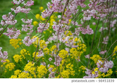 Cherry blossoms in full bloom Ageo Maruyama Park Spring scenery 98451839