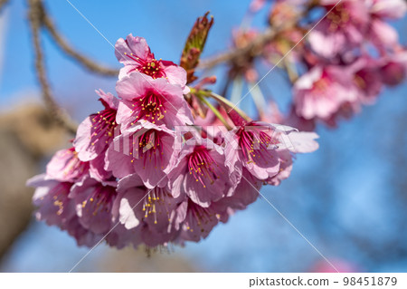 Kamo cherry blossoms in full bloom Kamo cherry blossoms in full bloom 98451879