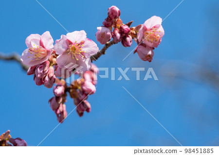 藍天和小志野鴨櫻桃 98451885