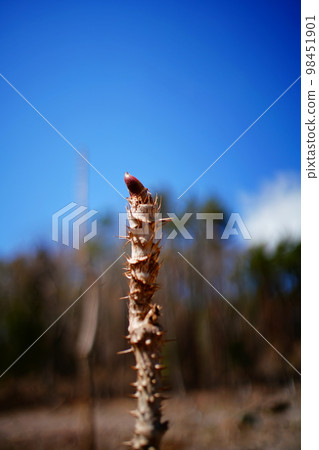 藍天和鱈魚芽 藍天和鱈魚芽 98451901