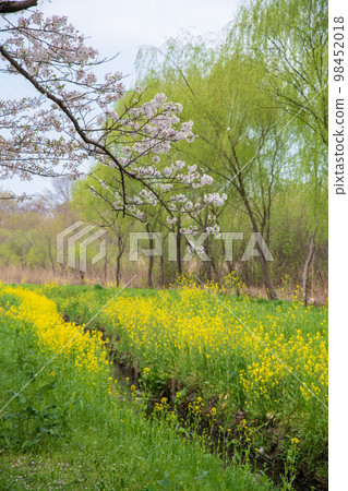 Spring scenery Season of fresh green Ageo Maruyama Park 98452018