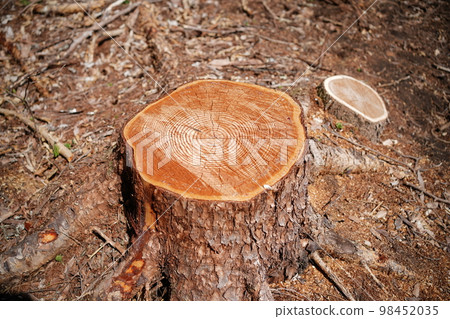 Forest logging development villa 98452035