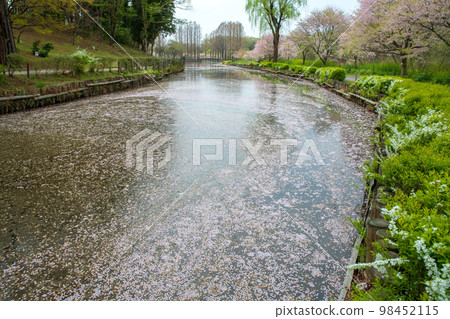 Oike, spring scenery, cherry blossom season, Ageo Maruyama Park 98452115